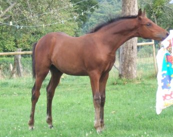 Pearly prince foal plays in garden